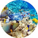 Underwater Ocean Wallpaper  screen for extension Chrome web store in OffiDocs Chromium
