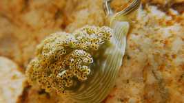 Free download Underwater Sea Slug Nature -  free video to be edited with OpenShot online video editor