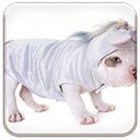 Unicorn Puppy  screen for extension Chrome web store in OffiDocs Chromium