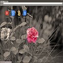 Ecran 1280x720 cu tema unică de flori pentru extensia magazinului web Chrome în OffiDocs Chromium