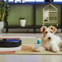 Vacuum Robot Fox Terrier  screen for extension Chrome web store in OffiDocs Chromium