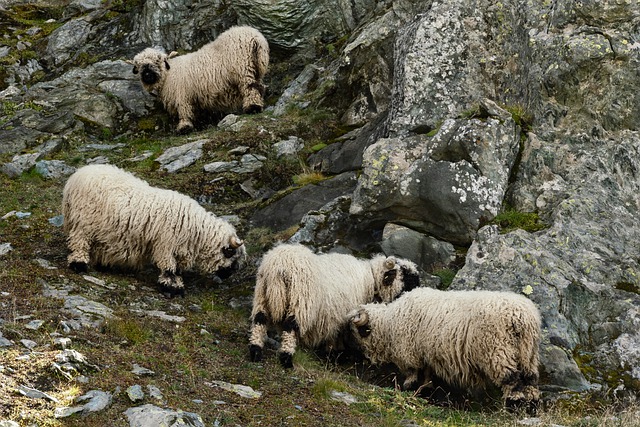 Descargue gratis la imagen gratuita del animal de oveja de nariz negra de valais para editar con el editor de imágenes en línea gratuito GIMP