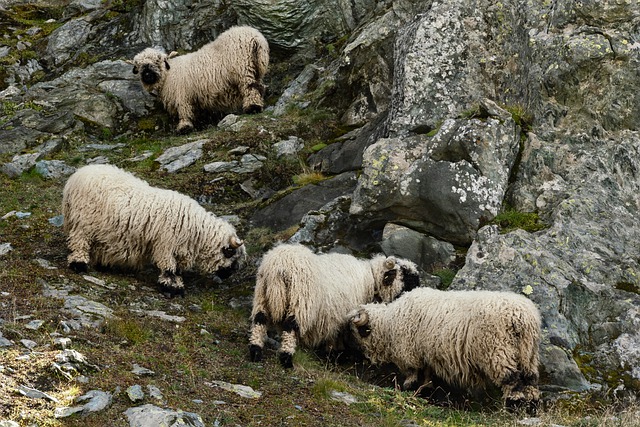 Free download valais blacknose sheep animal free picture to be edited with GIMP free online image editor