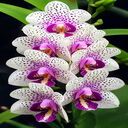 Vanda orchid wallpaper  screen for extension Chrome web store in OffiDocs Chromium
