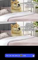 Free download Various selected Doge memes from the internet free photo or picture to be edited with GIMP online image editor