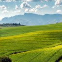 Vast green rice fields  screen for extension Chrome web store in OffiDocs Chromium