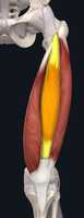 Free download Vastus Intermedius Of Quadriceps Femoris free photo or picture to be edited with GIMP online image editor