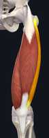 Free download Vastus Lateralis Of Quadriceps Femoris free photo or picture to be edited with GIMP online image editor