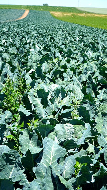 Free download vegetable field vegetables food free picture to be edited with GIMP free online image editor