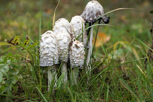 Free download ve got fertiliser general mushrooms free picture to be edited with GIMP free online image editor