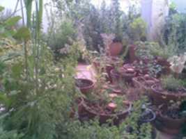 Free download Veranda flora in pots free photo or picture to be edited with GIMP online image editor