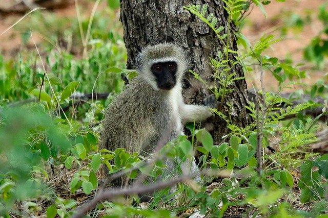 Free download vervet monkey monkey ape animal free picture to be edited with GIMP free online image editor