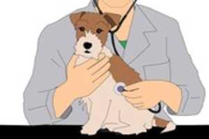 Téléchargement gratuit de photos ou d'images gratuites de vétérinaire à éditer avec l'éditeur d'images en ligne GIMP