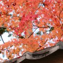 Vibrant Autumn Leaves at Kyotanabe Temple in Kyoto  screen for extension Chrome web store in OffiDocs Chromium