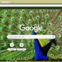 Vibrant Peacock Feathers  screen for extension Chrome web store in OffiDocs Chromium