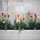 Vibrant Tulip Garden  screen for extension Chrome web store in OffiDocs Chromium