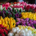 Vibrant Tulip Garden Theme  screen for extension Chrome web store in OffiDocs Chromium