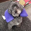 Vice Dog Plus for FinoFilipino  screen for extension Chrome web store in OffiDocs Chromium