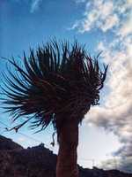 Free download Viento. free photo or picture to be edited with GIMP online image editor