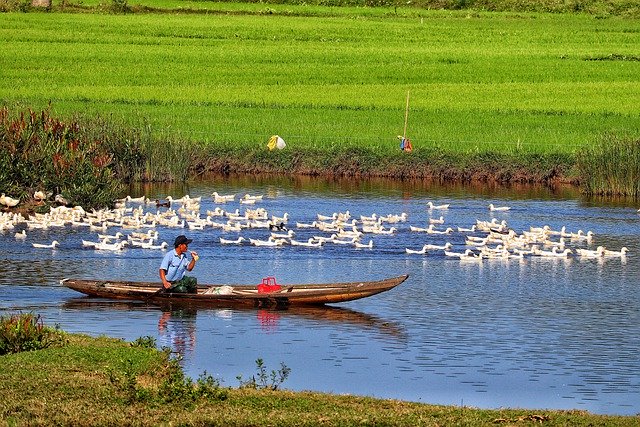 Free download vietnam da nang man boat geese free picture to be edited with GIMP free online image editor