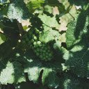 Vines and young grape bunches  screen for extension Chrome web store in OffiDocs Chromium