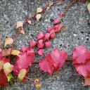 Vines cling to the wall  screen for extension Chrome web store in OffiDocs Chromium