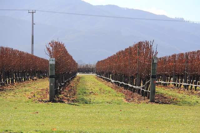 Descarga gratuita Vine Vine Blenheim New Zealand Wine Free Picture para editar con el editor de imágenes en línea gratuito GIMP