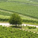 OffiDocs Chromium 中 Chrome 网上商店扩展程序的 VINEYARD 主题屏幕