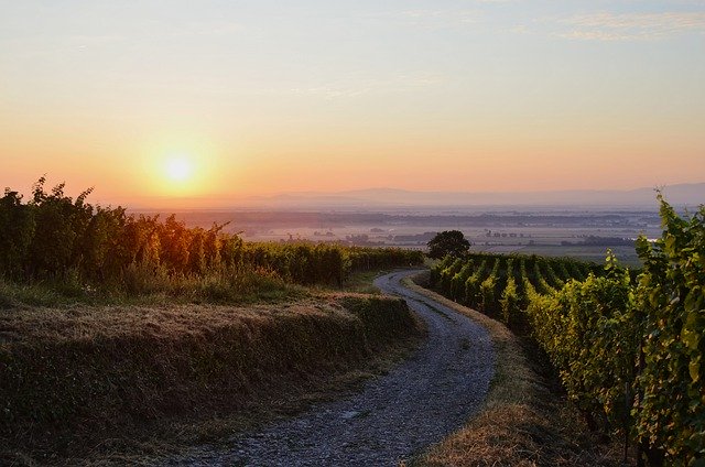 Free download vineyard vine morning france free picture to be edited with GIMP free online image editor