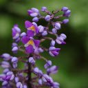 Violet  screen for extension Chrome web store in OffiDocs Chromium