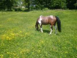 Free download Violet pferd wallach free photo or picture to be edited with GIMP online image editor