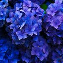 Vivid Blue Hydrangeas  screen for extension Chrome web store in OffiDocs Chromium