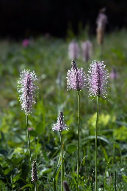 GIMPで編集できる胎生ビストルタポリゴンの花の無料画像を無料でダウンロード 無料のオンライン画像エディター