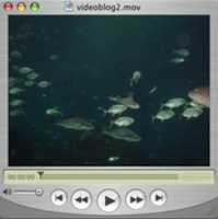 Descarga gratis Vlog fish pic foto o imagen gratis para editar con el editor de imágenes en línea GIMP