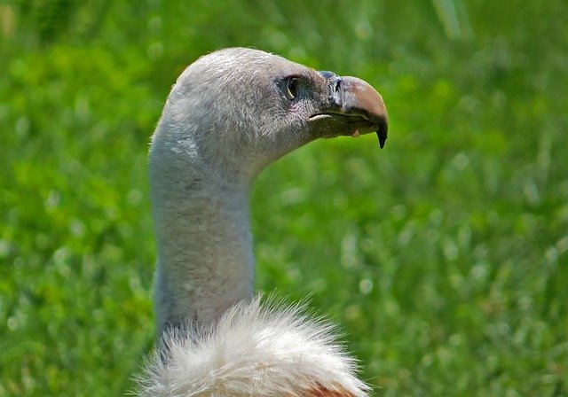 Free download vulture scavenger bird animal free picture to be edited with GIMP free online image editor