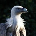 VULTURE Theme  screen for extension Chrome web store in OffiDocs Chromium