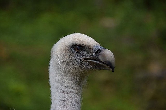 Free download vulture wildlife park wild animal free picture to be edited with GIMP free online image editor