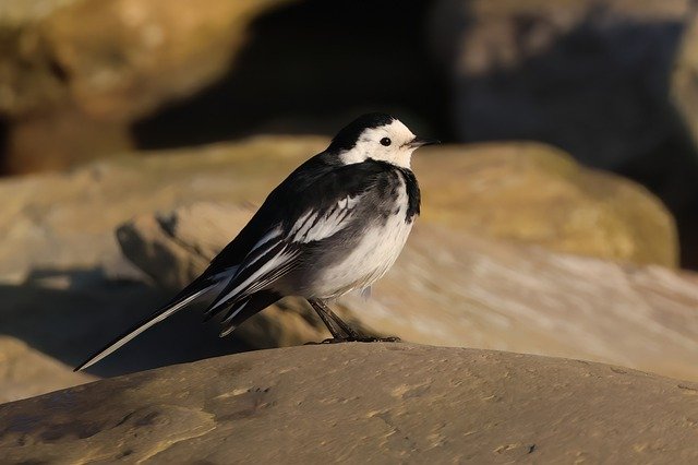 Free download wagtail pied wagtail bird nature free picture to be edited with GIMP free online image editor
