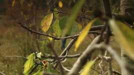 ດາວ​ໂຫຼດ​ຟຣີ Walking Child Autumn - ວິ​ດີ​ໂອ​ຟຣີ​ທີ່​ຈະ​ໄດ້​ຮັບ​ການ​ແກ້​ໄຂ​ດ້ວຍ OpenShot ວິ​ດີ​ໂອ​ອອນ​ໄລ​ນ​໌​ບັນ​ນາ​ທິ​ການ​