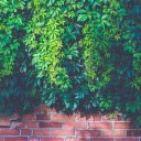 Wall Creeper  screen for extension Chrome web store in OffiDocs Chromium