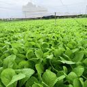 wallpaper of a green vegetable garden  screen for extension Chrome web store in OffiDocs Chromium