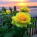 Wallpaper of yellow roses in full bloom  screen for extension Chrome web store in OffiDocs Chromium