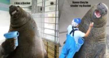 Free download walrus_bucket free photo or picture to be edited with GIMP online image editor
