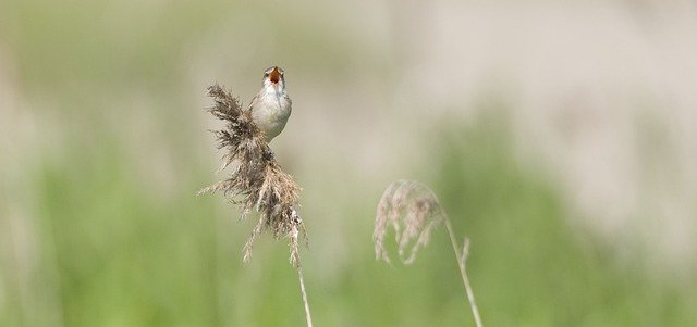 Free download warbler bird animal wildlife free picture to be edited with GIMP free online image editor
