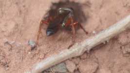 Bezpłatne pobieranie Wasp Bee Insect - darmowe zdjęcie lub obraz do edycji za pomocą internetowego edytora obrazów GIMP