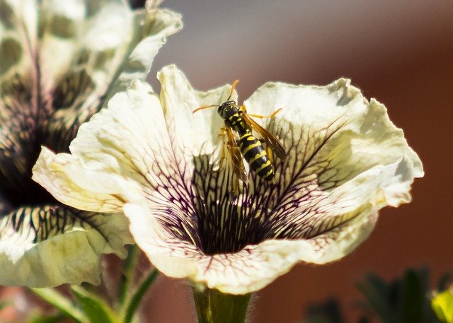 Descarga gratuita Wasp Insect Bee: foto o imagen gratuita para editar con el editor de imágenes en línea GIMP