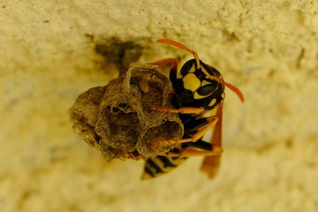 Scarica gratuitamente l'immagine gratuita dell'uovo di entomologia dell'insetto della vespa da modificare con l'editor di immagini online gratuito di GIMP