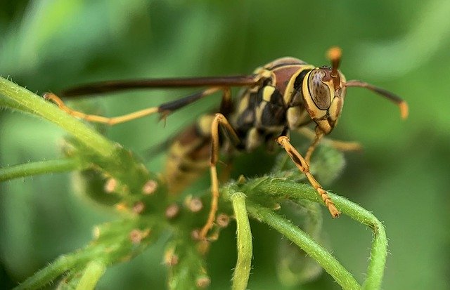 Baixe gratuitamente a imagem gratuita de insetos macro de vespas para ser editada com o editor de imagens on-line gratuito do GIMP