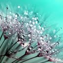 Water balloon flowers  screen for extension Chrome web store in OffiDocs Chromium