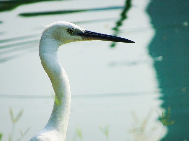 Free download water bird na nature animal lake free picture to be edited with GIMP free online image editor